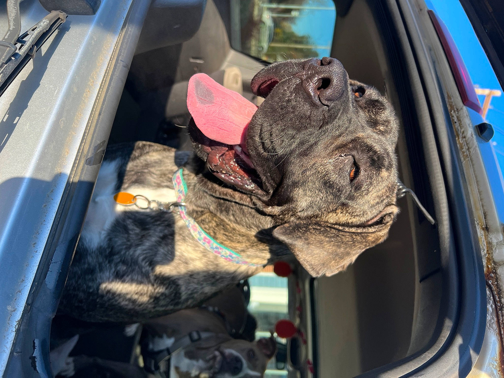 Dahlia is registered to the contest to win money with this photo: auto_part, automotive_exterior, canidae, car, carnivore, collar, companion_dog, dog, dog_breed, dog_collar, fawn, fender, gas, motor_vehicle, snout, sporting_group, vehicle, vehicle_door, working_animal, wrinkle