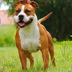 Zeus participe au concours pour gagner de l'argent avec cette photo :