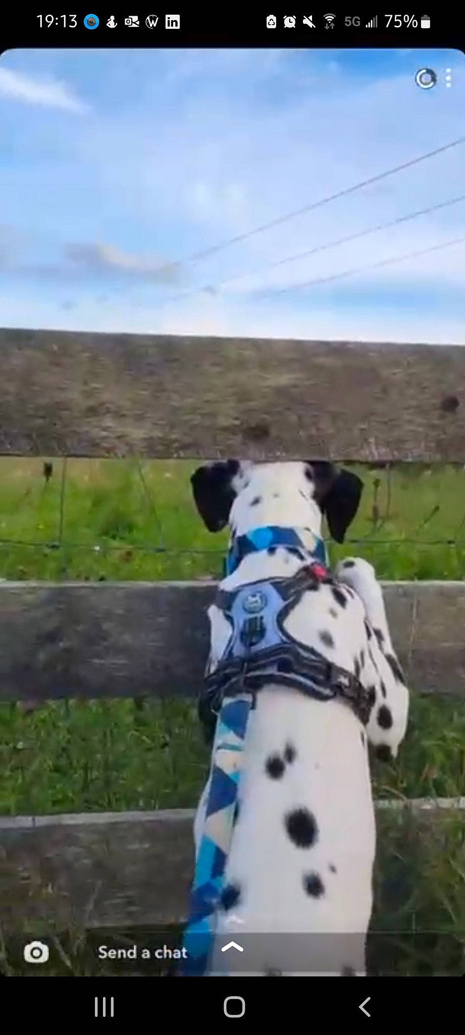 Indigo joined the competition — help win amazing prizes! canidae, carnivore, cloud, companion_dog, dalmatian, dog, dog_breed, dog_collar, fawn, fence, grass, grassland, landscape, leash, recreation, sky, snout, sporting_group, tail, toy
