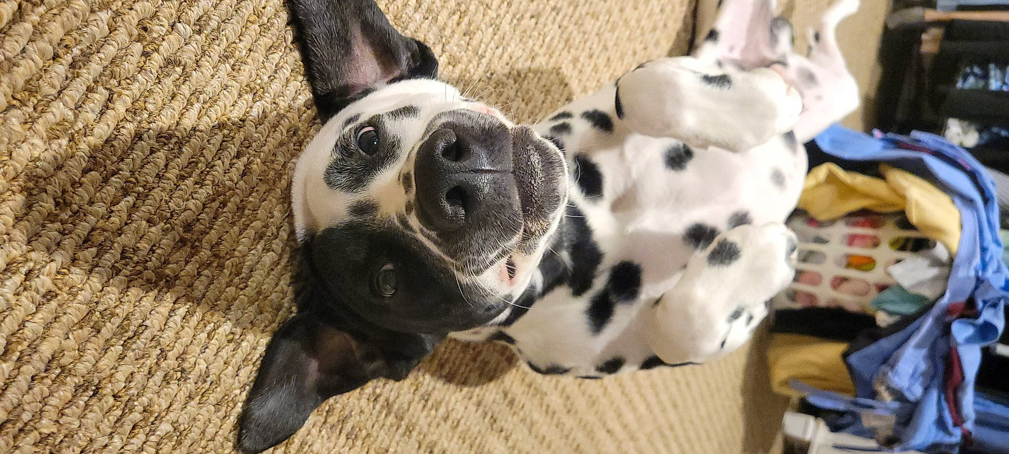 Indigo is registered to the contest to win money with this photo: canidae, carnivore, collar, companion_dog, dog, dog_breed, dog_collar, dog_supply, ear, fawn, fur, paw, pet_supply, puppy_love, snout, sporting_group, terrestrial_animal, toy_dog, whiskers, working_animal