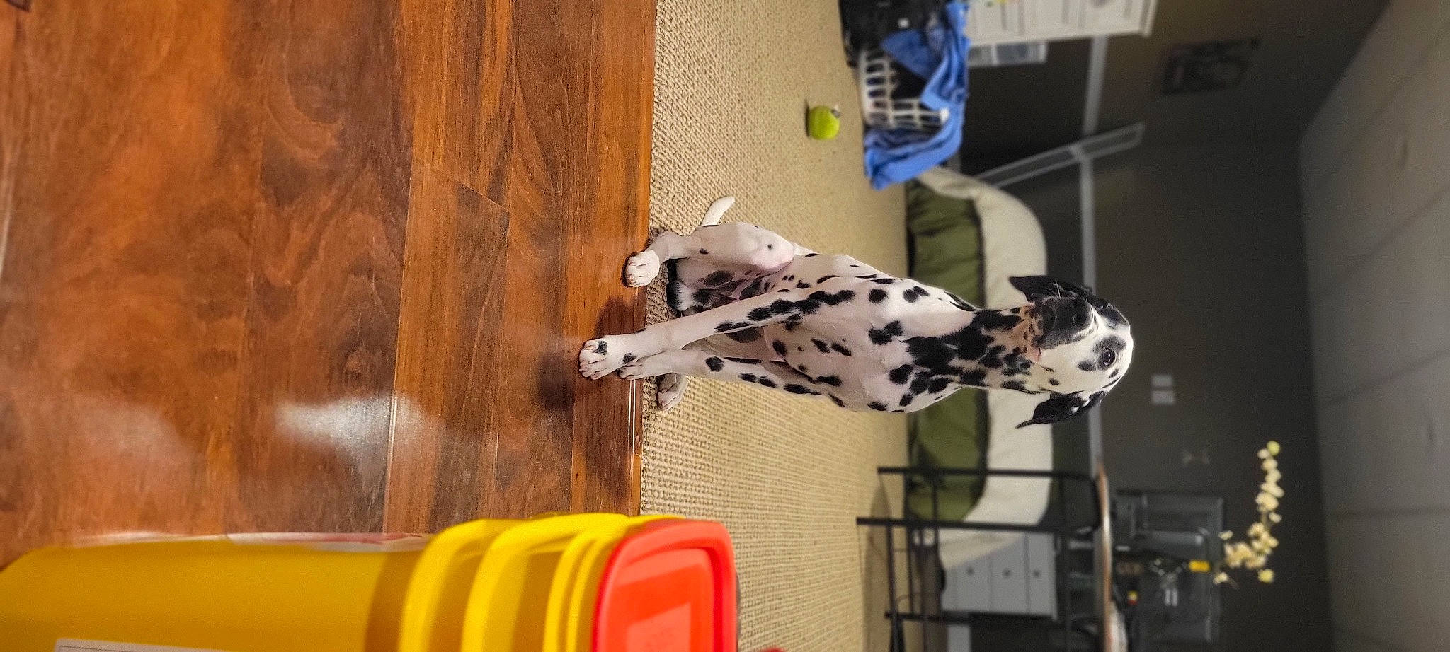 Indigo is registered to the contest to win money with this photo: canidae, carnivore, companion_dog, dalmatian, dog, dog_breed, fawn, flooring, fun, hardwood, non_sporting_group, pattern, recreation, room, snout, sporting_group, sports, sports_equipment, wood, wood_stain