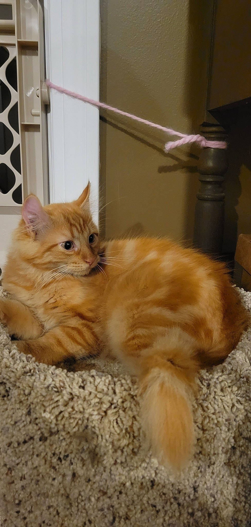 October is registered to the contest to win money with this photo: box, carnivore, cat, claw, comfort, domestic_short_haired_cat, fawn, felidae, flooring, fur, hardwood, paw, small_to_medium_sized_cats, snout, tail, whiskers, window, wood