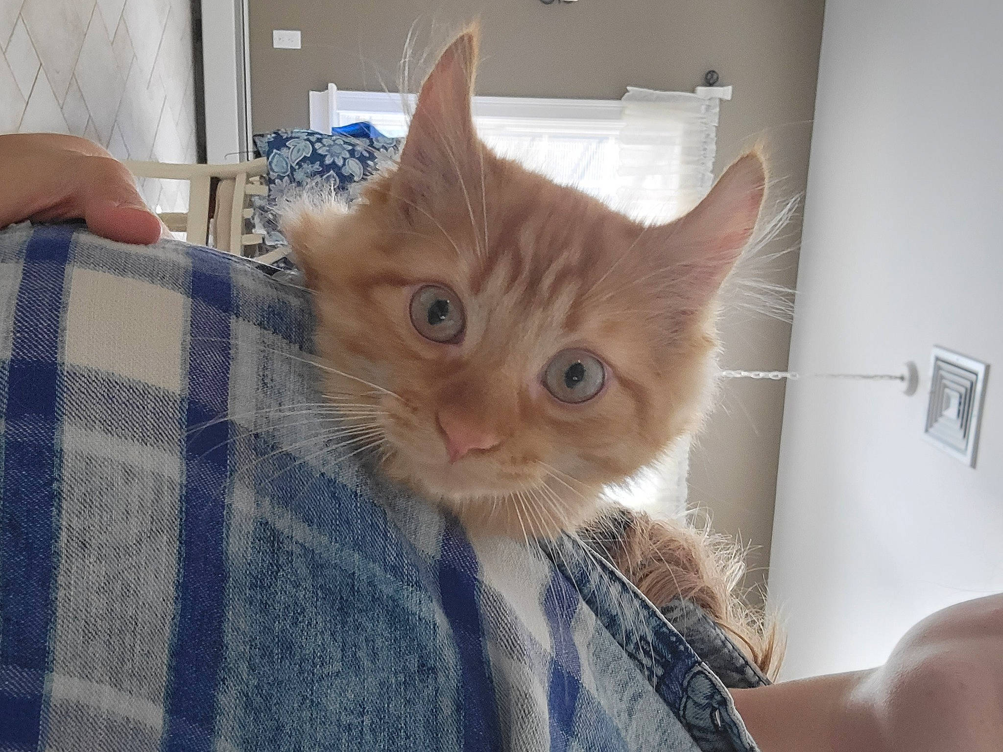 October is registered to the contest to win money with this photo: box, carnivore, cat, claw, comfort, domestic_short_haired_cat, eye, fawn, felidae, fur, iris, pattern, plaid, small_to_medium_sized_cats, snout, tail, tartan, whiskers, window, wood