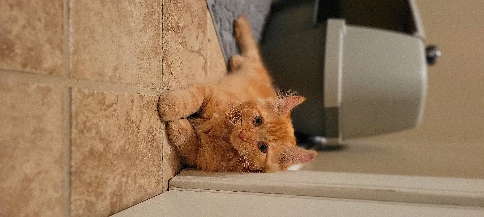 October joined the competition — help win amazing prizes! canidae, carnivore, cat, claw, comfort, dog_breed, domestic_short_haired_cat, ear, fawn, felidae, fur, hardwood, paw, small_to_medium_sized_cats, snout, tail, terrestrial_animal, whiskers, wildlife, wood