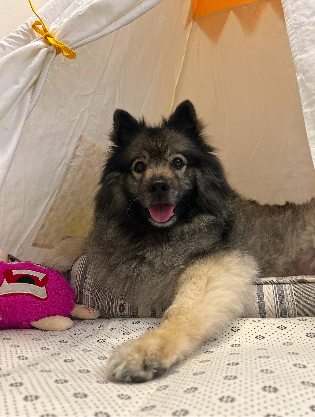 Skitz joined the competition — help win amazing prizes! canidae, carnivore, companion_dog, dog, dog_breed, dog_supply, fawn, fur, luggage_and_bags, non_sporting_group, paw, puppy, snout, sporting_group, tail, terrestrial_animal, working_animal, working_dog