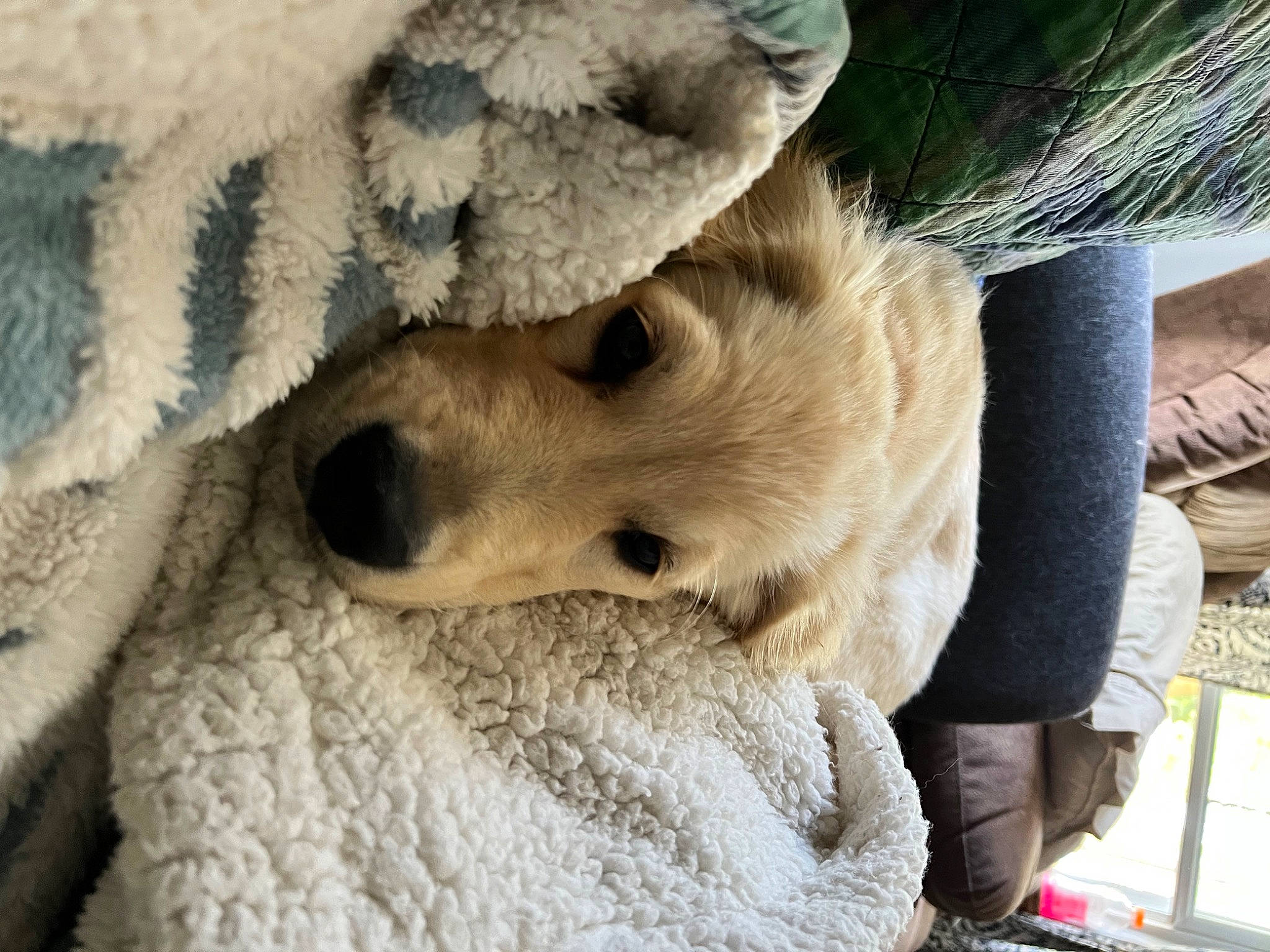 Emily joined the competition — help win amazing prizes! canidae, carnivore, collar, companion_dog, dog, dog_breed, dog_collar, fawn, fur, livestock_guardian_dog, mammal, nap, paw, snout, sporting_group, terrestrial_animal, vertebrate, whiskers, wildlife, winter