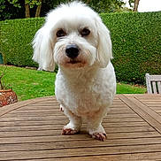 Ruth participe au concours pour gagner de l'argent avec cette photo : animal, canine, close_up, cute, daylight, dog, freshly_groomed, fur, garden, greenery, hedge, looking, nature, outdoor, pet, small_dog, standing, tree, white_dog, wooden_table
