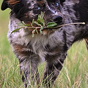 Dobby is registered to the contest to win money with this photo: dog, merle_coat, blue_eyes, grass, twig, outdoor, animal, pet, nature, playful, walking, field, fur, close_up, canine, leaf, young_dog, portrait, snout, ears