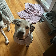 Francis is registered to the contest to win money with this photo: dog, indoor, wooden_floor, glass_door, towel, pet_feeder, curious, brown_and_white, sitting, animal, domestic, companion, floor, light, shadow, collar, pet, home, window, daylight