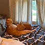 cat, orange_cat, bed, blanket, curtain, window, indoor, pet, animal, resting, cozy, sleepy, feline, domestic_animal, fur, two_cats, cuddle, relaxing, home, sunlight