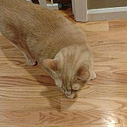 Clyde is registered to the contest to win money with this photo: cat, indoor, wooden_floor, light_brown, pet, animal, curious, floor, feline, home, baby_gate, quiet, looking_down, alone, small, domestic, curled_tail, ears, whiskers, four_legs