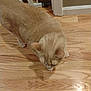 cat, indoor, wooden_floor, light_brown, pet, animal, curious, floor, feline, home, baby_gate, quiet, looking_down, alone, small, domestic, curled_tail, ears, whiskers, four_legs