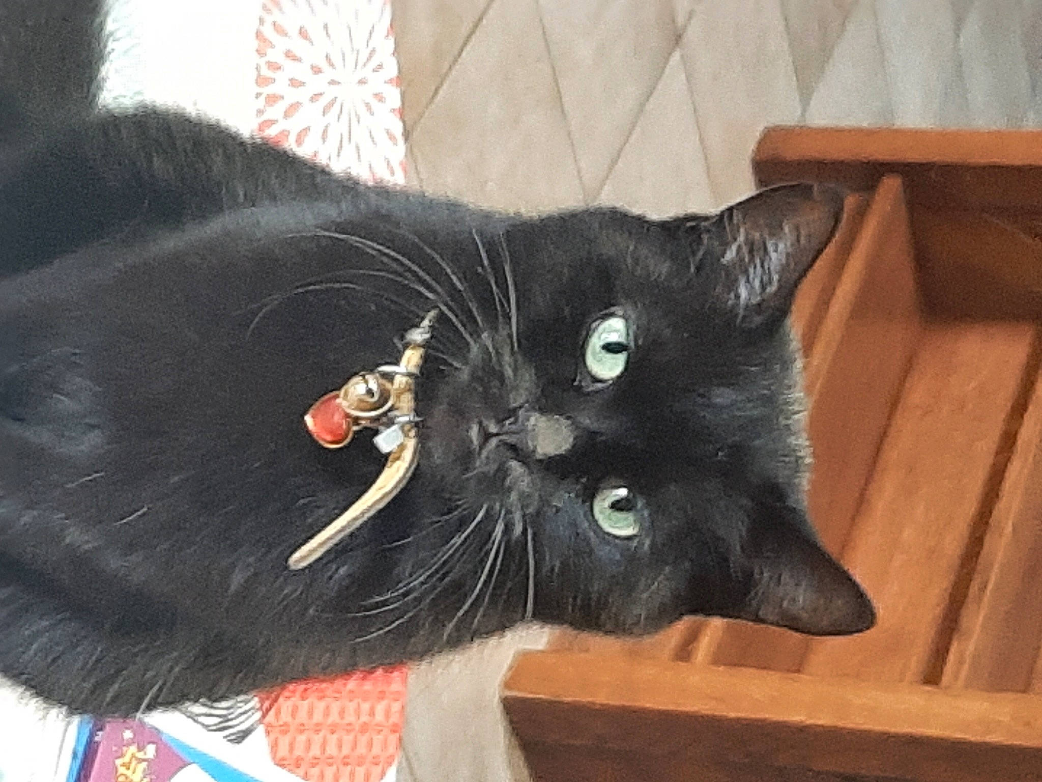 Câline participe au concours pour gagner de l'argent avec cette photo : black_cat, bombay, carmine, carnivore, cat, claw, comfort, domestic_short_haired_cat, felidae, fur, hardwood, small_to_medium_sized_cats, snout, tail, terrestrial_animal, whiskers, wood