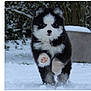 puppy, dog, snow, winter, outdoor, animal, cute, fluffy, black_and_white, blue_eyes, running, playful, nature, cold, fur, pet, young, mammal, walking, background