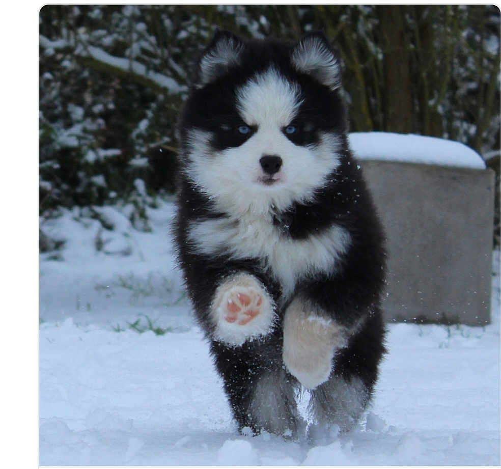 Tako participe au concours pour gagner de l'argent avec cette photo : puppy, dog, snow, winter, outdoor, animal, cute, fluffy, black_and_white, blue_eyes, running, playful, nature, cold, fur, pet, young, mammal, walking, background