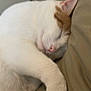 Amendoim is registered to the contest to win money with this photo: cat, sleeping, close_up, white_fur, orange_fur, paw, cushion, relaxation, cozy, indoor, pet, fur, whiskers, nose, animal, rest, peaceful, cute, mammal, domestic
