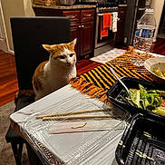 Amendoim joined the competition — help win amazing prizes! cat, chair, table, food_container, chopsticks, water_bottle, kitchen, cabinet, stove, towel, salad, cutlery, orange_and_white_cat, dining, indoor, floor_rug, plastic_container, tablecloth, wood_floor, appliance