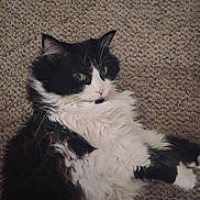 Kiki is registered to the contest to win money with this photo: cat, fluffy, black_and_white, pet, animal, indoor, carpet, fur, relaxed, lying_down, whiskers, cute, mammal, domestic, eyes, face, closeup, feline, soft, resting