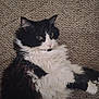 cat, fluffy, black_and_white, pet, animal, indoor, carpet, fur, relaxed, lying_down, whiskers, cute, mammal, domestic, eyes, face, closeup, feline, soft, resting