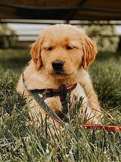 Bailey Boy is registered to the contest to win money with this photo: canidae, carnivore, companion_dog, dog, dog_breed, golden_retriever, grass, hunting_dog, labradoodle, labrador_retriever, mammal, puppy, retriever, sporting_group, vertebrate