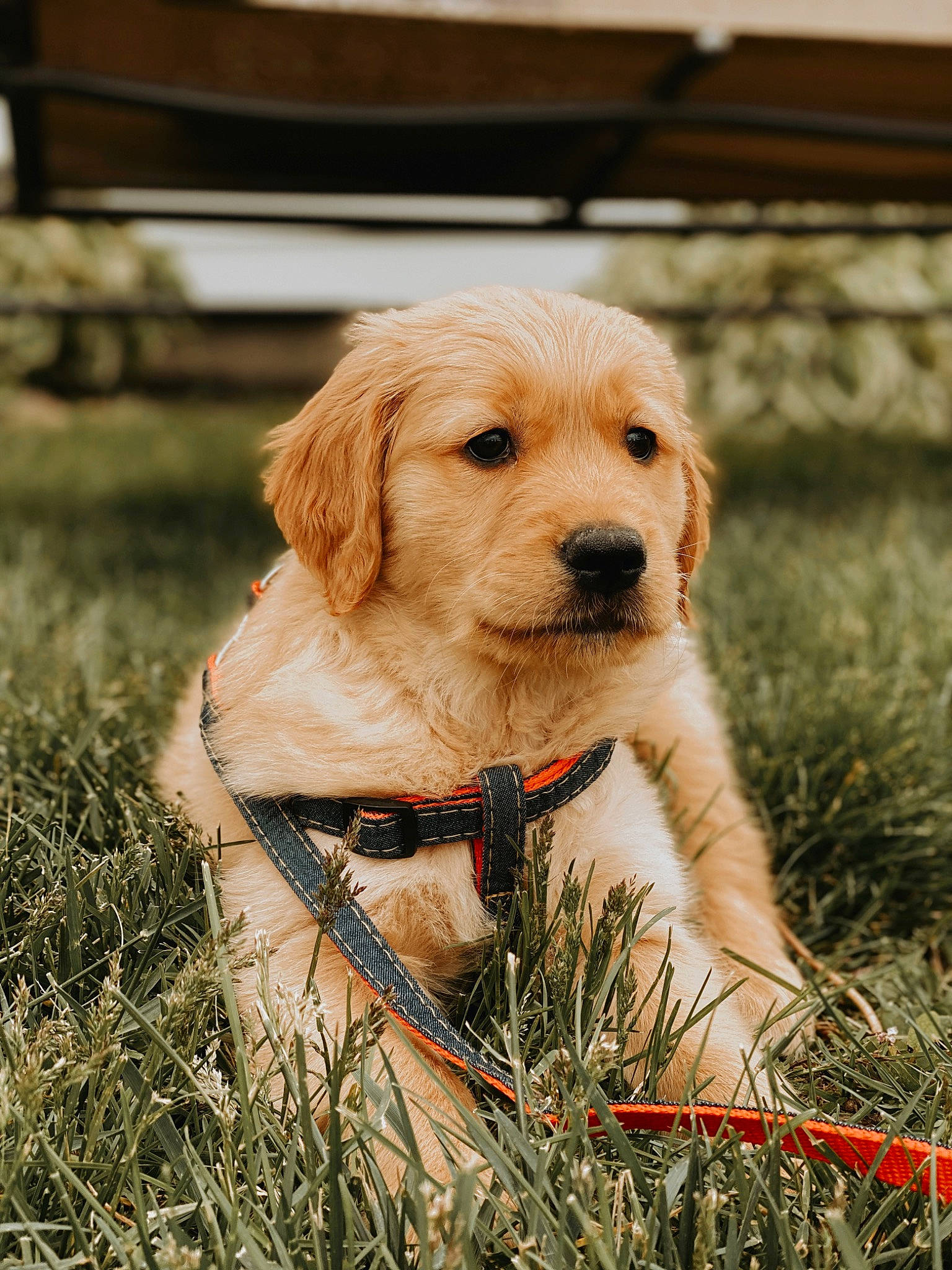 Bailey Boy is registered to the contest to win money with this photo: canidae, carnivore, companion_dog, dog, dog_breed, fawn, golden_retriever, labrador_retriever, mammal, puppy, retriever, snout, sporting_group, vertebrate