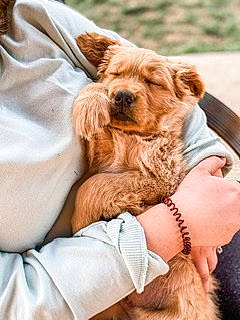 Bailey Boy is registered to the contest to win money with this photo: canidae, carnivore, cocker_spaniel, companion_dog, dog, dog_breed, ear, fawn, puppy, puppy_love, skin, spaniel, sporting_group