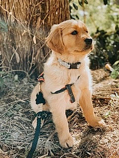 Bailey Boy joined the competition — help win amazing prizes! canidae, carnivore, companion_dog, dog, dog_breed, fawn, golden_retriever, hunting_dog, labrador_retriever, mammal, puppy, rare_breed_dog, retriever, sporting_group, vertebrate