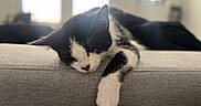 Mochi joined the competition — help win amazing prizes! cat, black_and_white, sleeping, sleepy, relaxed, paw, whiskers, ears, furry, pet, animal, sofa, couch, indoor, home, cozy, soft_light, portrait, close_up, nap