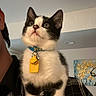 Mochi is registered to the contest to win money with this photo: cat, kitten, black_and_white, pet, animal, collar, tags, indoor, portrait, sitting, fluffy, fur, whiskers, ears, eyes, wide_eyed, plaid, blanket, home, funny