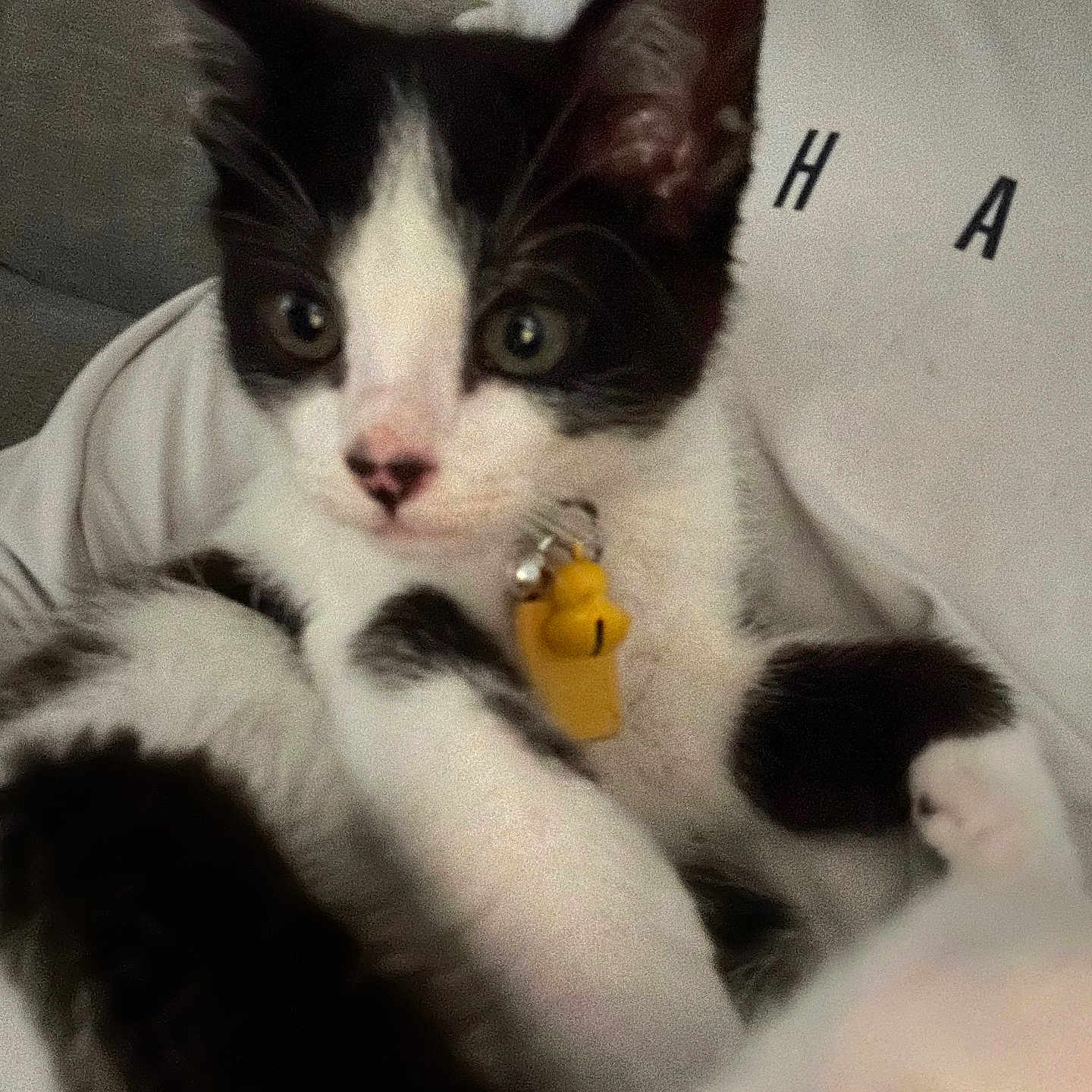 Mochi