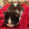 Mochi is registered to the contest to win money with this photo: cat, kitten, black_and_white, tuxedo_cat, animal, pet, whiskers, ears, fur, close_up, portrait, sleepy, cozy, blanket, red_blanket, indoors, home, colorful_background, sitting, cute