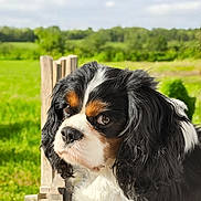 Chanel a rejoint le concours — aidez-le/la à gagner de superbes lots ! animal, cavalier_king_charles_spaniel, closeup, companion, cute, dog, ears, fluffy, friendly, fur, greenery, looking_away, nature, nose, outdoor, pet, portrait, sunlight, tricolor, wooden_fence