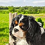 Chanel participe au concours pour gagner de l'argent avec cette photo : animal, canine, cavalier_king_charles_spaniel, close_up, daylight, dog, ears, eyes, fence, fur, greenery, looking_away, nature, nose, outdoor, pet, portrait, snout, sunlight, tricolor