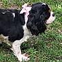 animal, black_and_white, bow, canine, collar, cute, dog, ears, fur, grass, greenery, nature, outdoor, paw, pet, pink_bow, side_view, small_dog, snout, walking