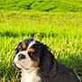 Chanel a rejoint le concours — aidez-le/la à gagner de superbes lots ! animal, black, brown, cavalier_king_charles_spaniel, cute, daytime, dog, field, fluffy, fur, grass, greenery, head_tilt, looking, nature, outdoor, pet, portrait, sunlight, white
