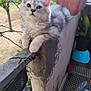 Sayko participe au concours pour gagner de l'argent avec cette photo : animal, balcony, cat, closeup, curious, daylight, fence, fur, gray_cat, greenery, home, kitten, nature, outdoor, pet, plant_pot, resting, wall, white_cat, young_animal