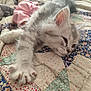 Sayko a rejoint le concours — aidez-le/la à gagner de superbes lots ! animal, bed, cat, closeup, cute, doll, fabric, furry, gray, indoor, kitten, patchwork, paw, pet, quilt, relaxed, resting, sleepy, soft, toy