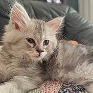 Sayko participe au concours pour gagner de l'argent avec cette photo : animal, cat, closeup, cozy, cute, ears, face, fluffy, fur, gray, indoor, kitten, patchwork, pet, quilt, resting, soft, whiskers, white, young