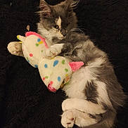 Kyara participe au concours pour gagner de l'argent avec cette photo : kitten, cat, plush_toy, unicorn, toy, cuddling, gray, white, fluffy, pet, animal, cute, soft, black_blanket, laying_down, paws, sleepy, indoor, young_cat, feline