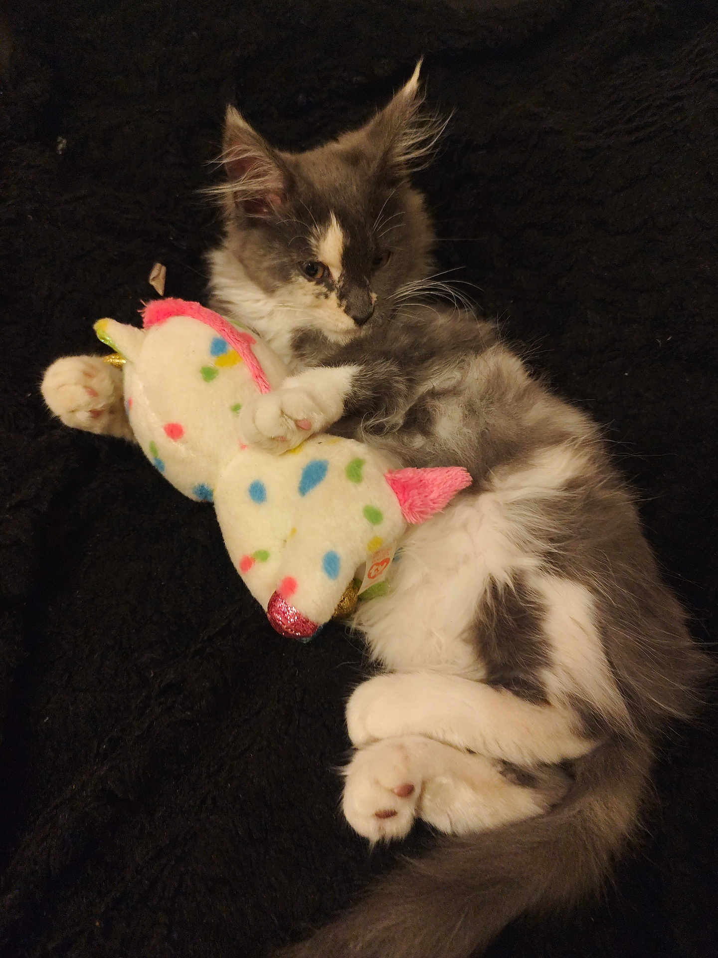 Kyara participe au concours pour gagner de l'argent avec cette photo : kitten, cat, plush_toy, unicorn, toy, cuddling, gray, white, fluffy, pet, animal, cute, soft, black_blanket, laying_down, paws, sleepy, indoor, young_cat, feline