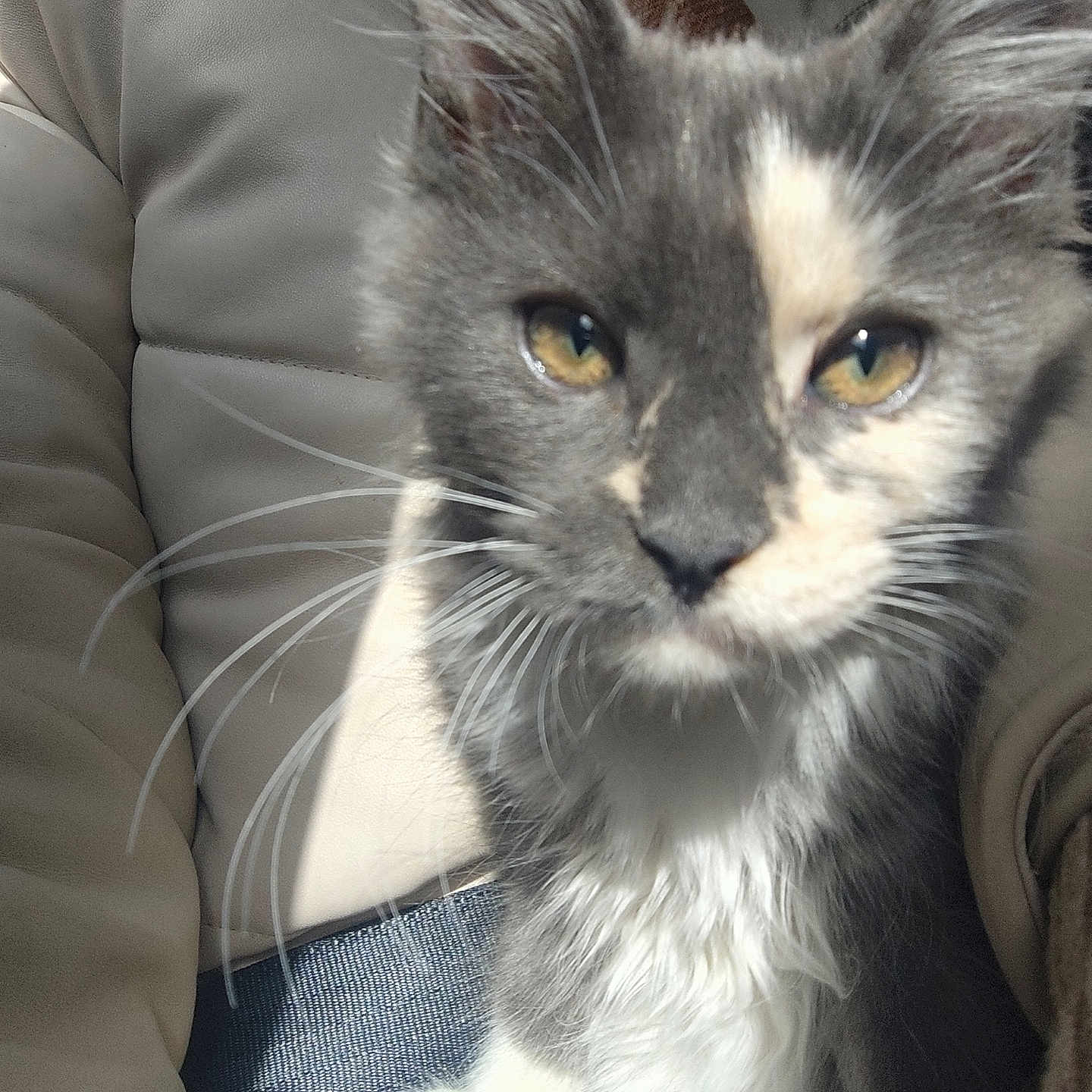 Kyara a rejoint le concours — aidez-le/la à gagner de superbes lots ! animal, beige, cat, close_up, curious, cushion, cute, domestic, face, feline, fur, gray, indoor, kitten, pet, small, soft_light, whiskers, white, young