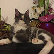 Kyara participe au concours pour gagner de l'argent avec cette photo : animal, artificial_flowers, cat, curious, cute, domestic_cat, feline, flower_pot, fluffy_cat, gray_cat, greenery, indoor, lying_down, paws, pet, plant, purple_flower, relaxed, whiskers, white_cat