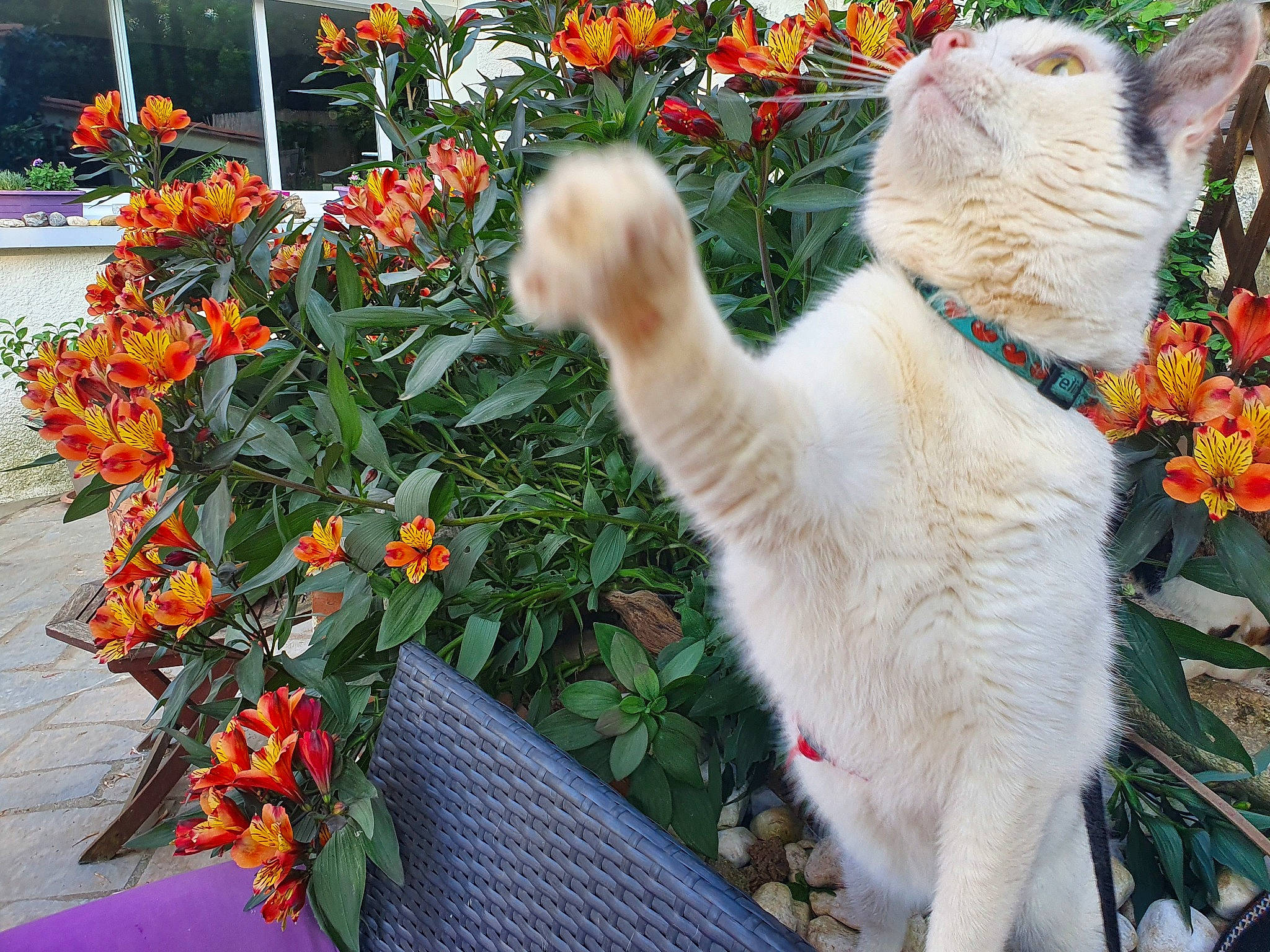 Ange participe au concours pour gagner de l'argent avec cette photo : british_shorthair, carnivore, cat, cut_flowers, european_shorthair, felidae, floral_design, floristry, flower, flowering_plant, herbaceous_plant, plant, small_to_medium_sized_cats, tail, whiskers