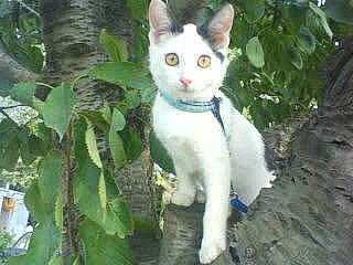 Ange a rejoint le concours — aidez-le/la à gagner de superbes lots ! aegean_cat, american_wirehair, carnivore, cat, cornish_rex, devon_rex, domestic_short_haired_cat, eye, felidae, german_rex, mammal, plant, small_to_medium_sized_cats, tail, tree, vertebrate, whiskers