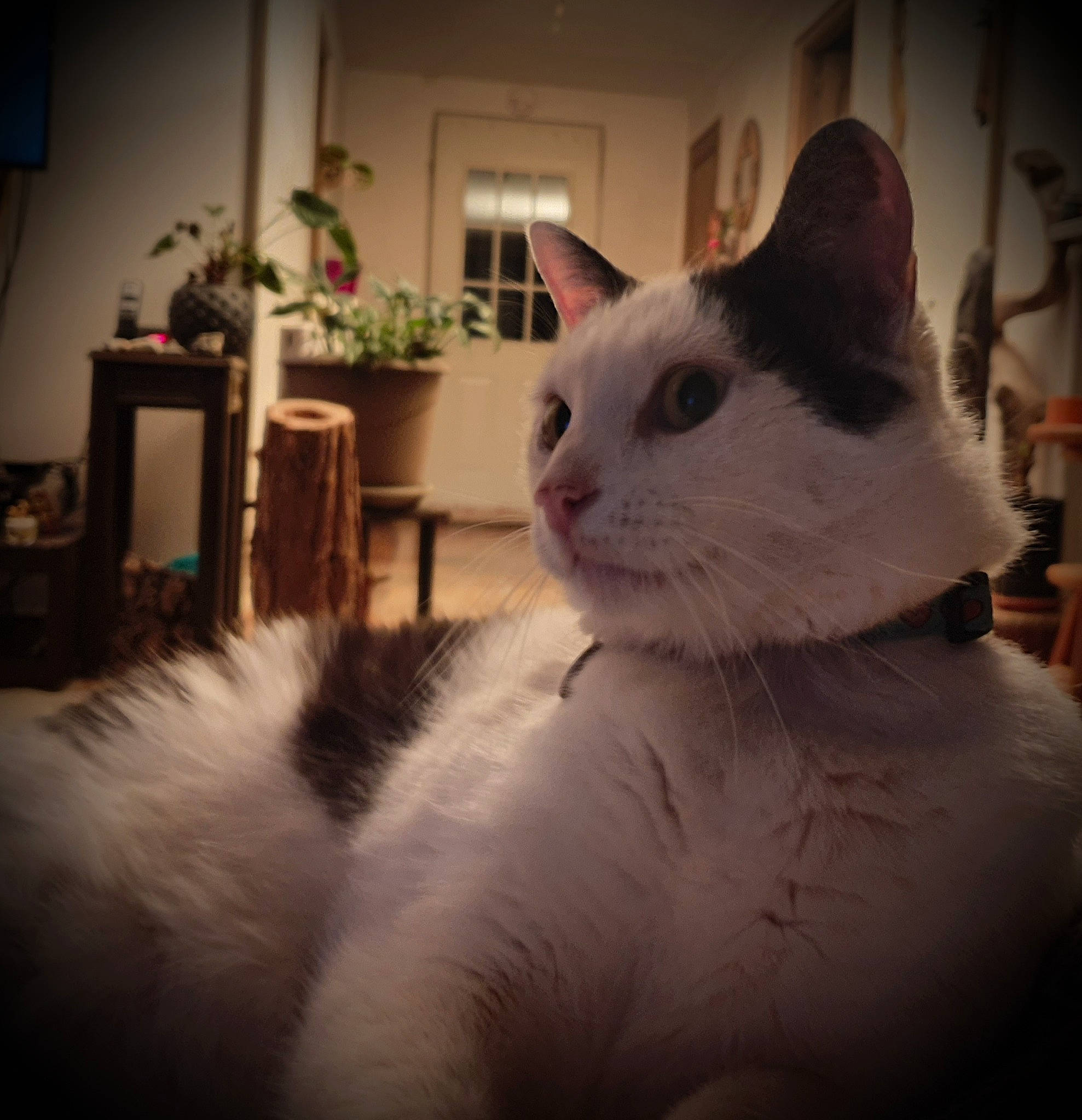 Ange a rejoint le concours — aidez-le/la à gagner de superbes lots ! aegean_cat, asian, black_and_white, carnivore, cat, domestic_short_haired_cat, eye, felidae, fur, japanese_bobtail, khao_manee, mammal, ojos_azules, paw, small_to_medium_sized_cats, turkish_angora, turkish_van, whiskers, white, window