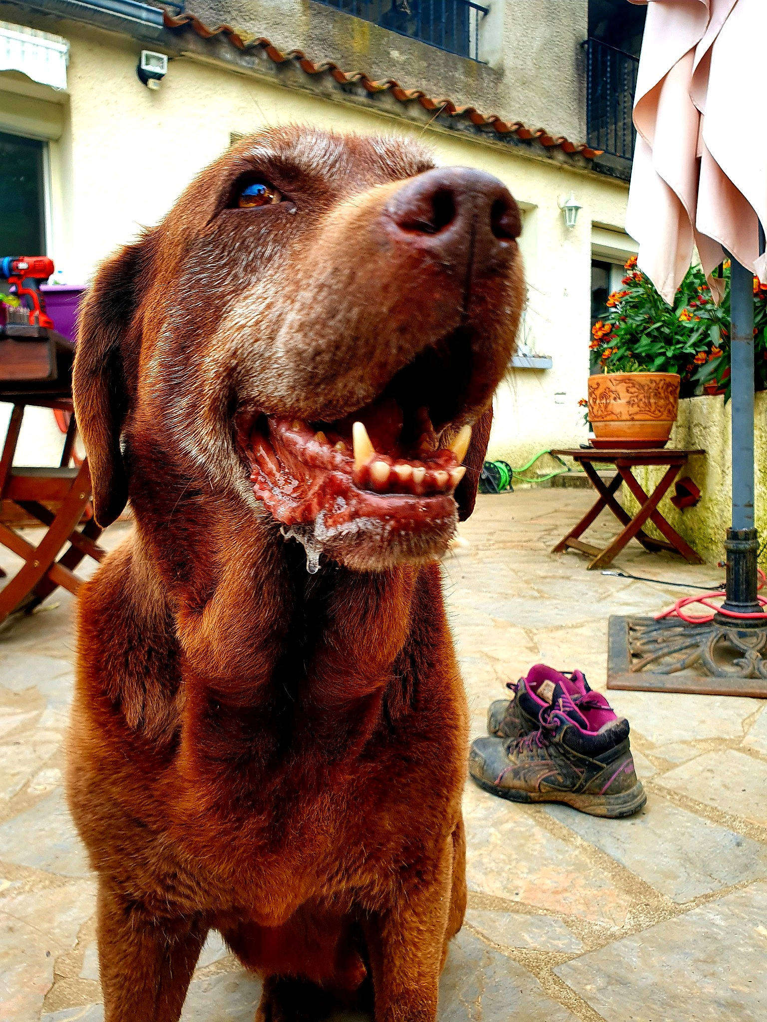 Harley a rejoint le concours — aidez-le/la à gagner de superbes lots ! ancient_dog_breeds, canidae, carnivore, chesapeake_bay_retriever, dog, dog_breed, hunting_dog, labrador_retriever, liver, mammal, retriever, snout, sporting_group, vertebrate