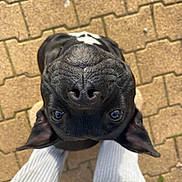 Ava participe au concours pour gagner de l'argent avec cette photo : dog, black_dog, pet, animal, canine, nose, eyes, ears, pavement, bricks, outdoor, person, legs, feet, white_pants, playful, looking_up, close_up, daylight, cute
