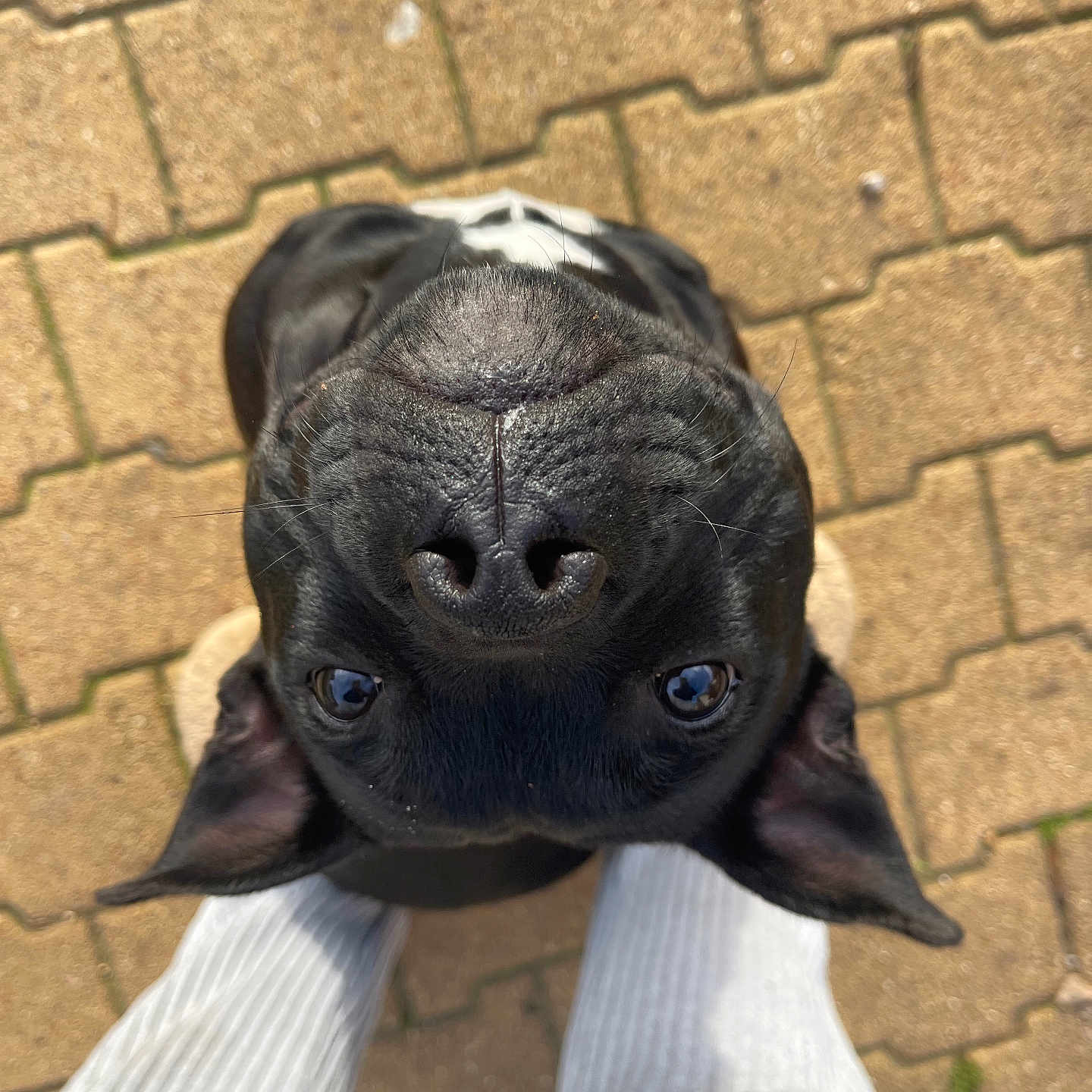 Ava participe au concours pour gagner de l'argent avec cette photo : animal, black_dog, bricks, canine, close_up, cute, daylight, dog, ears, eyes, feet, legs, looking_up, nose, outdoor, pavement, person, pet, playful, white_pants