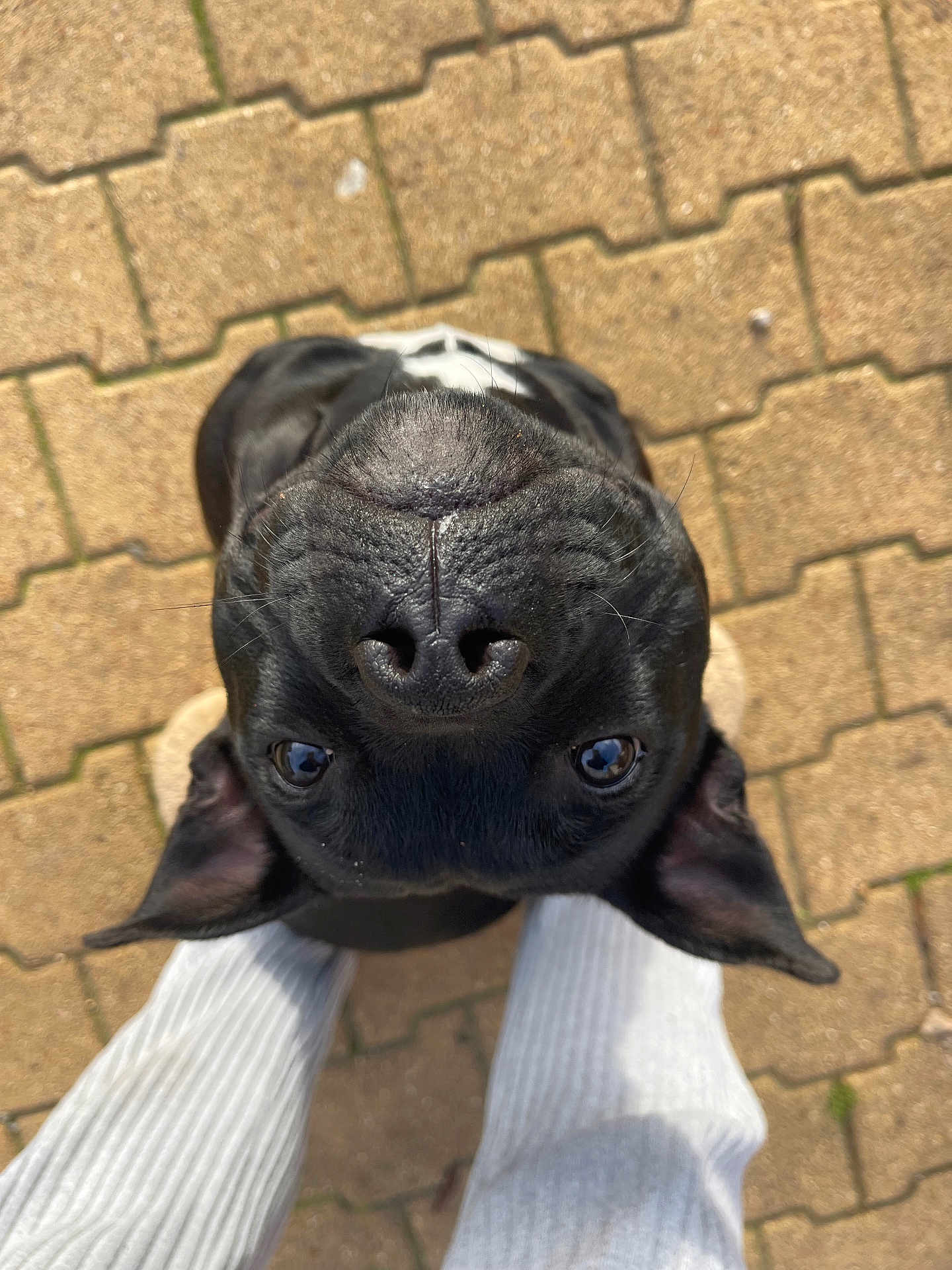Ava participe au concours pour gagner de l'argent avec cette photo : dog, black_dog, pet, animal, canine, nose, eyes, ears, pavement, bricks, outdoor, person, legs, feet, white_pants, playful, looking_up, close_up, daylight, cute