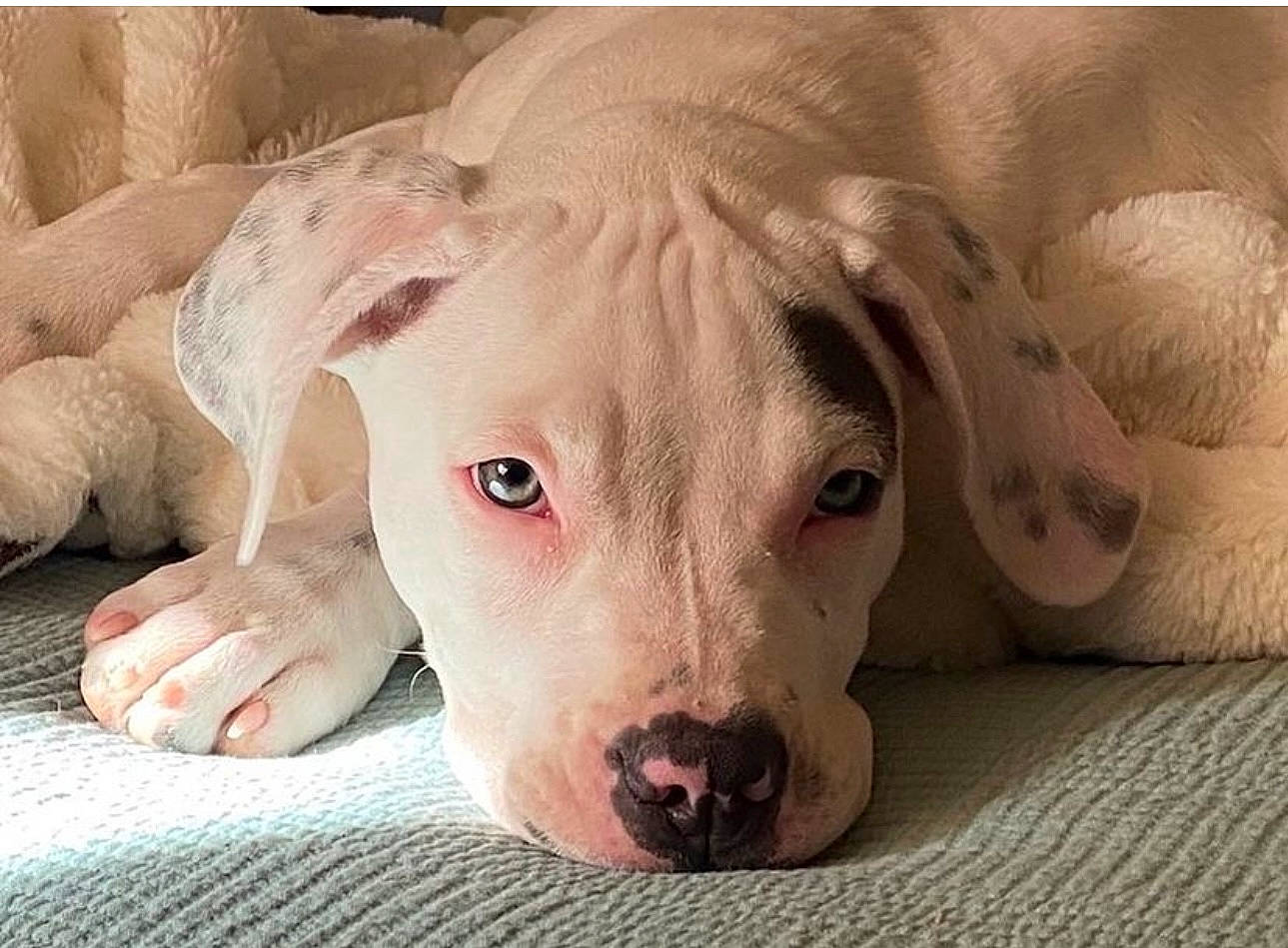 Diyoza is registered to the contest to win money with this photo: canidae, carnivore, comfort, companion_dog, dog, dog_breed, fawn, flesh, jaw, liver, non_sporting_group, snout, sporting_group, terrestrial_animal, whiskers, working_animal, wrinkle